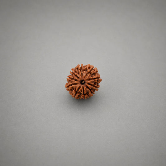 10 Mukhi Rudraksha Nepali
