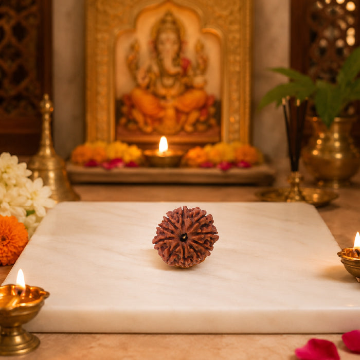 10 Mukhi Rudraksha Nepali
