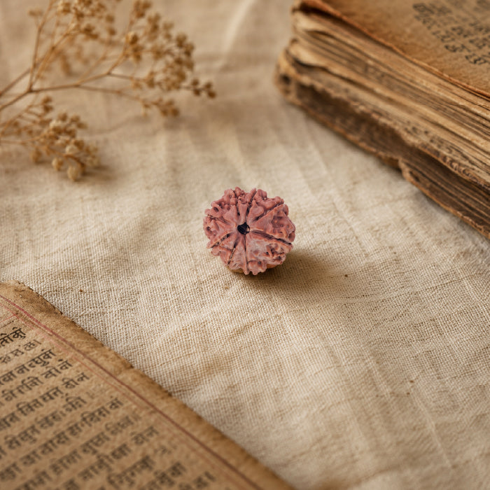 8 Mukhi Rudraksha Nepali