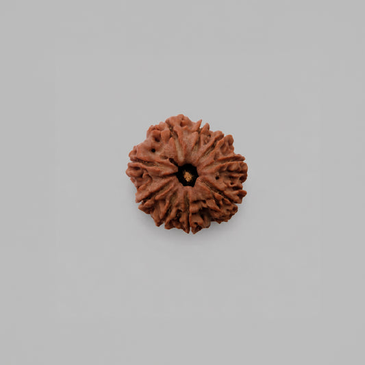 9 Mukhi Rudraksha Nepali