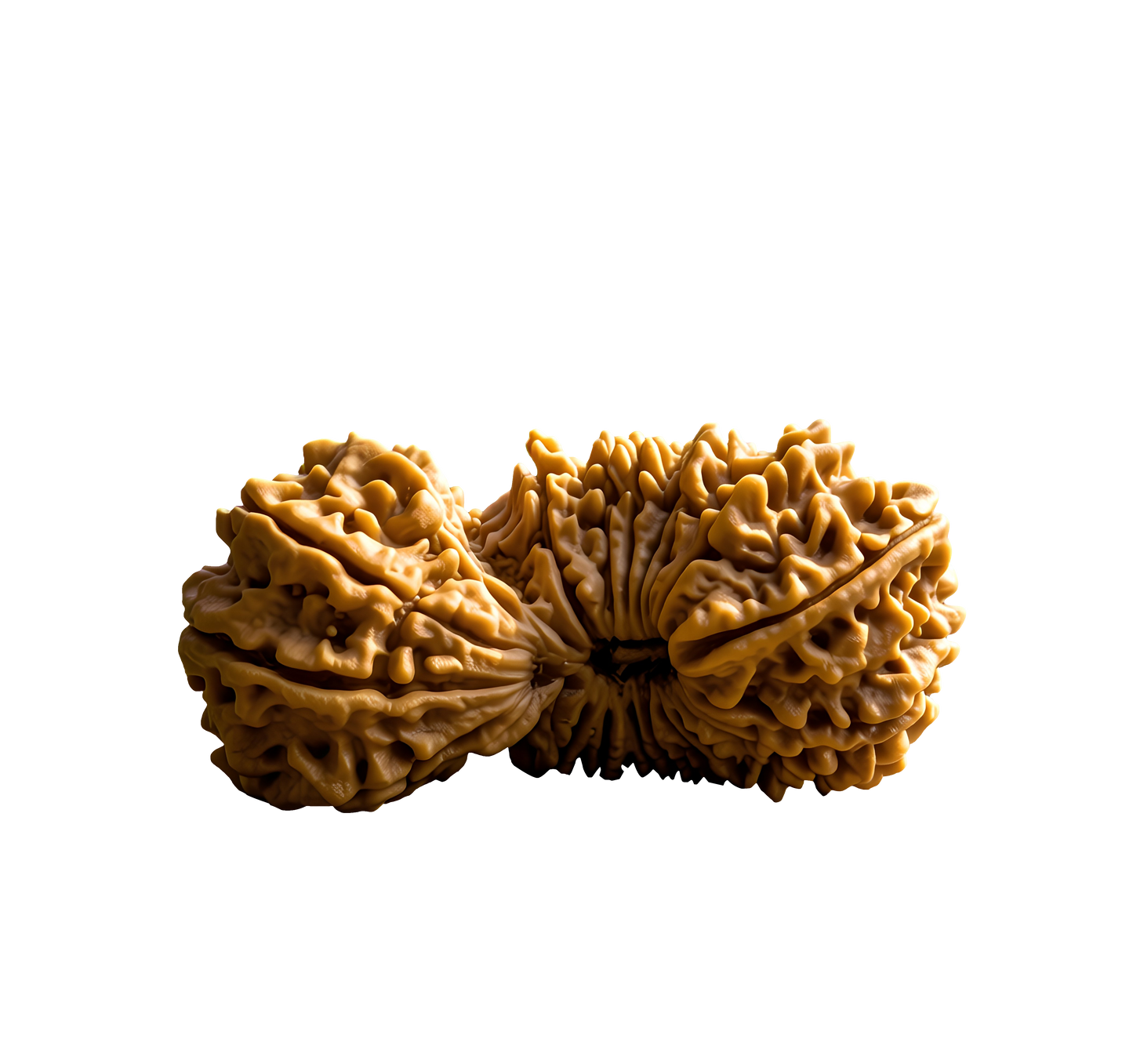 24 Mukhi Rudraksha