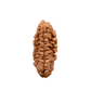 1 Mukhi Rudraksha