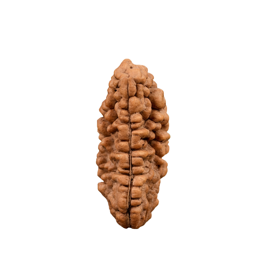 1 Mukhi Rudraksha