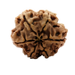6 Mukhi Rudraksha