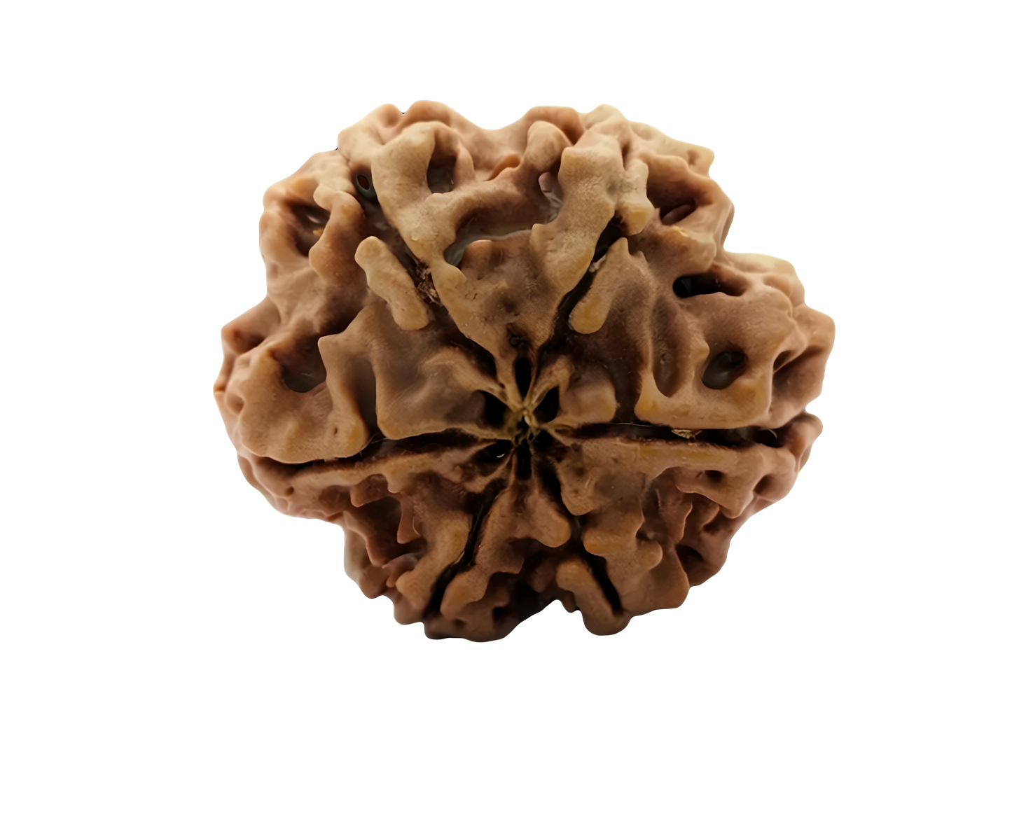 6 Mukhi Rudraksha