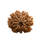 8 Mukhi Rudraksha