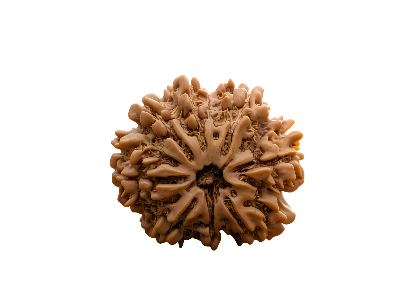 8 Mukhi Rudraksha