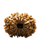 15 Mukhi Rudraksha