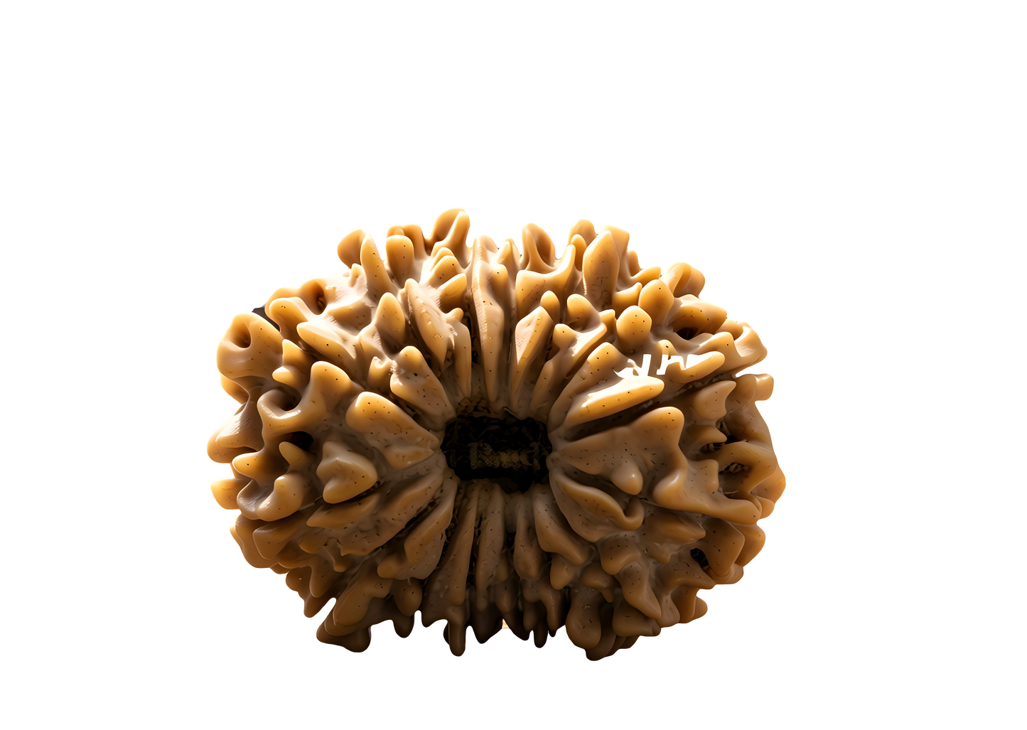 15 Mukhi Rudraksha