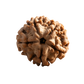 5 Mukhi Rudraksha