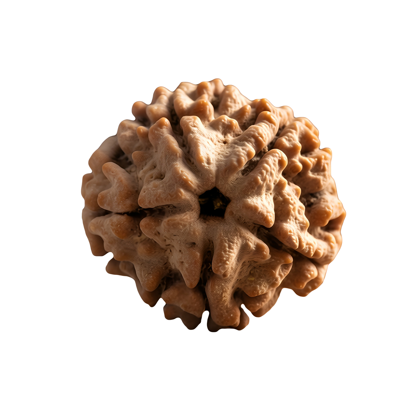 5 Mukhi Rudraksha