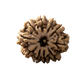 10 Mukhi Rudraksha