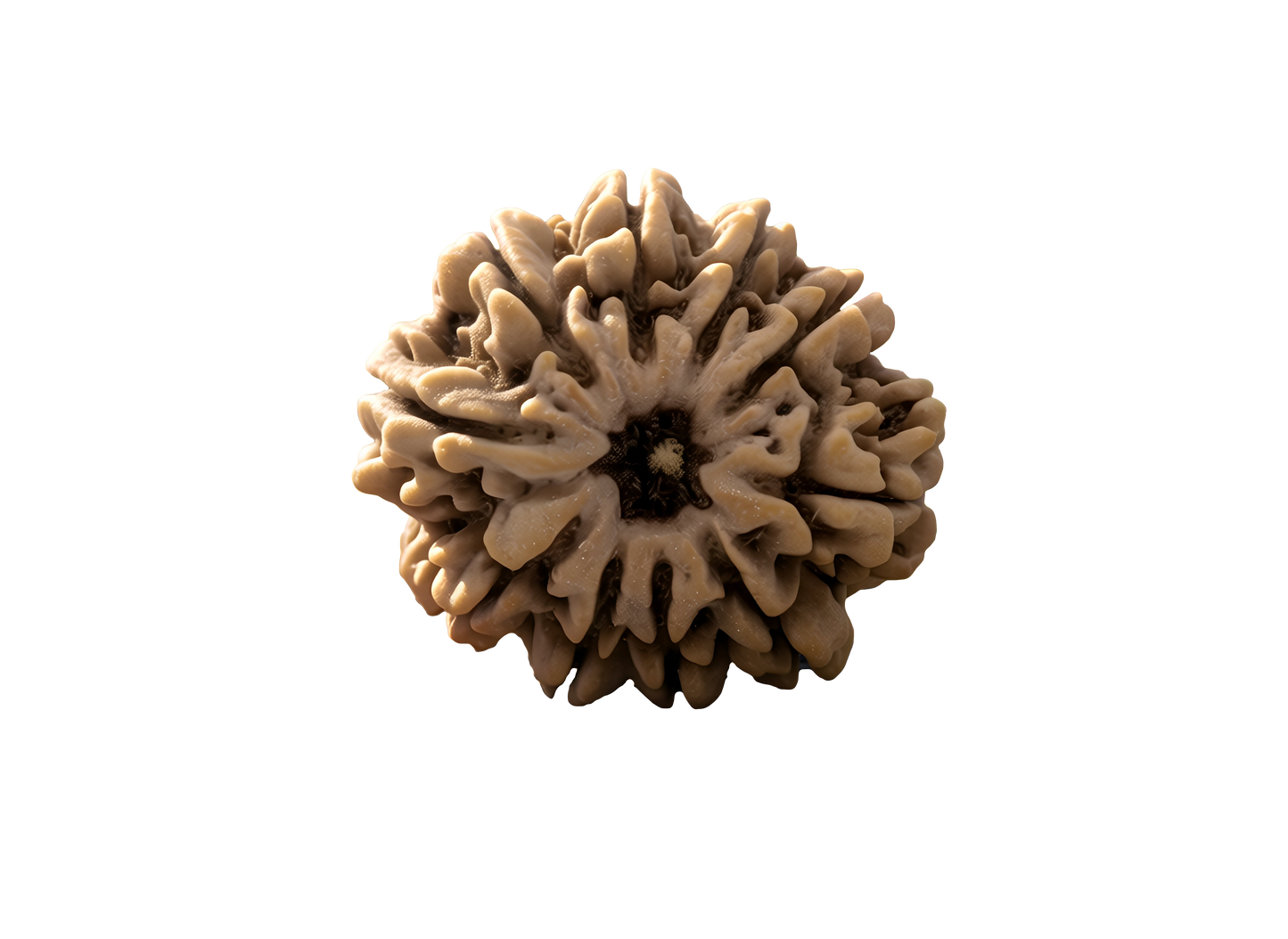 10 Mukhi Rudraksha