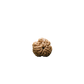 3 Mukhi Rudraksha