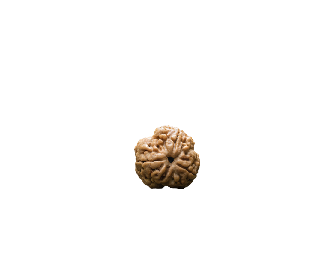 3 Mukhi Rudraksha