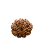 9 Mukhi Rudraksha