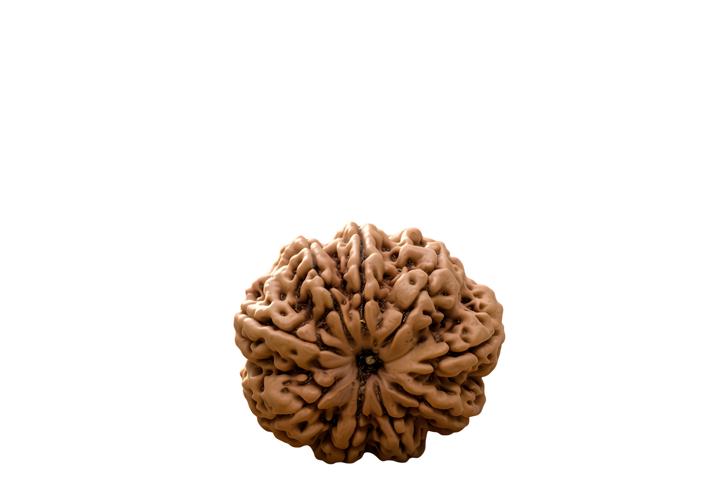 9 Mukhi Rudraksha