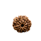 7 Mukhi Rudraksha