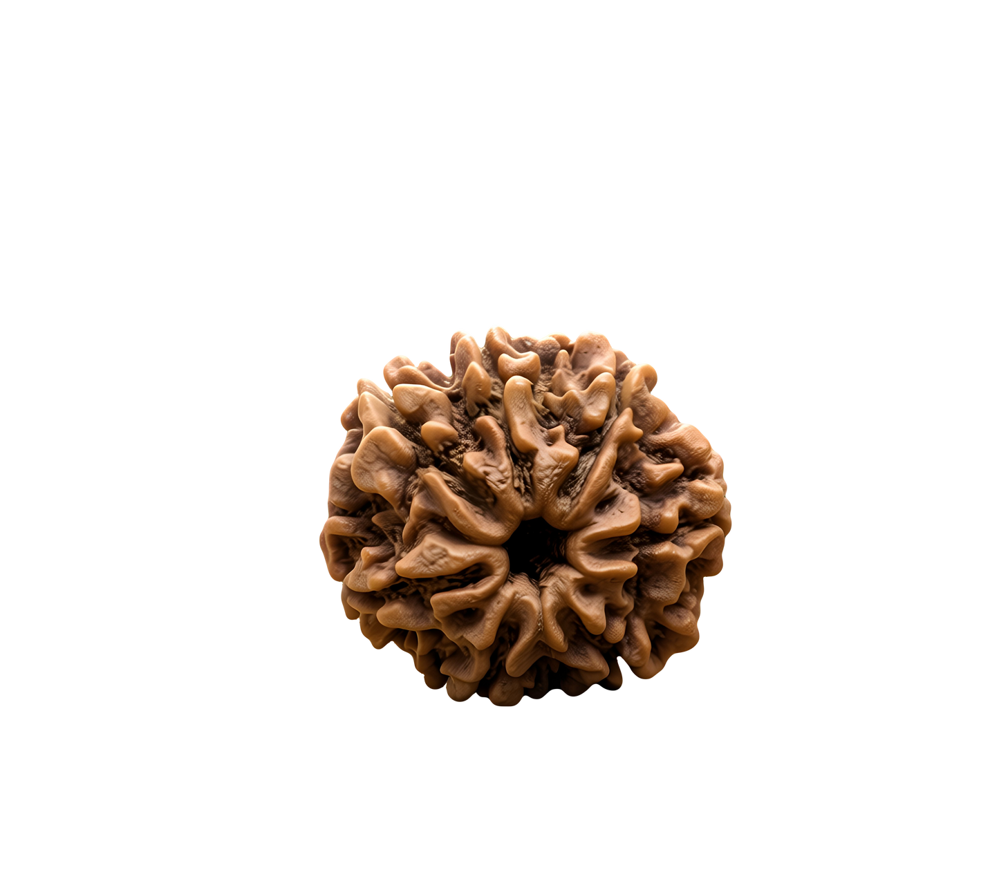 7 Mukhi Rudraksha