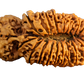 25 Mukhi Rudraksha