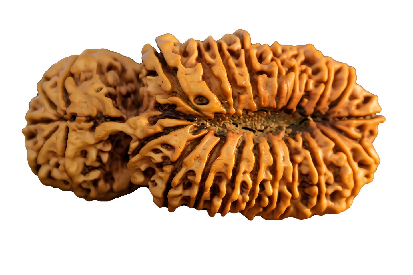 25 Mukhi Rudraksha