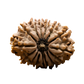 14 Mukhi Rudraksha