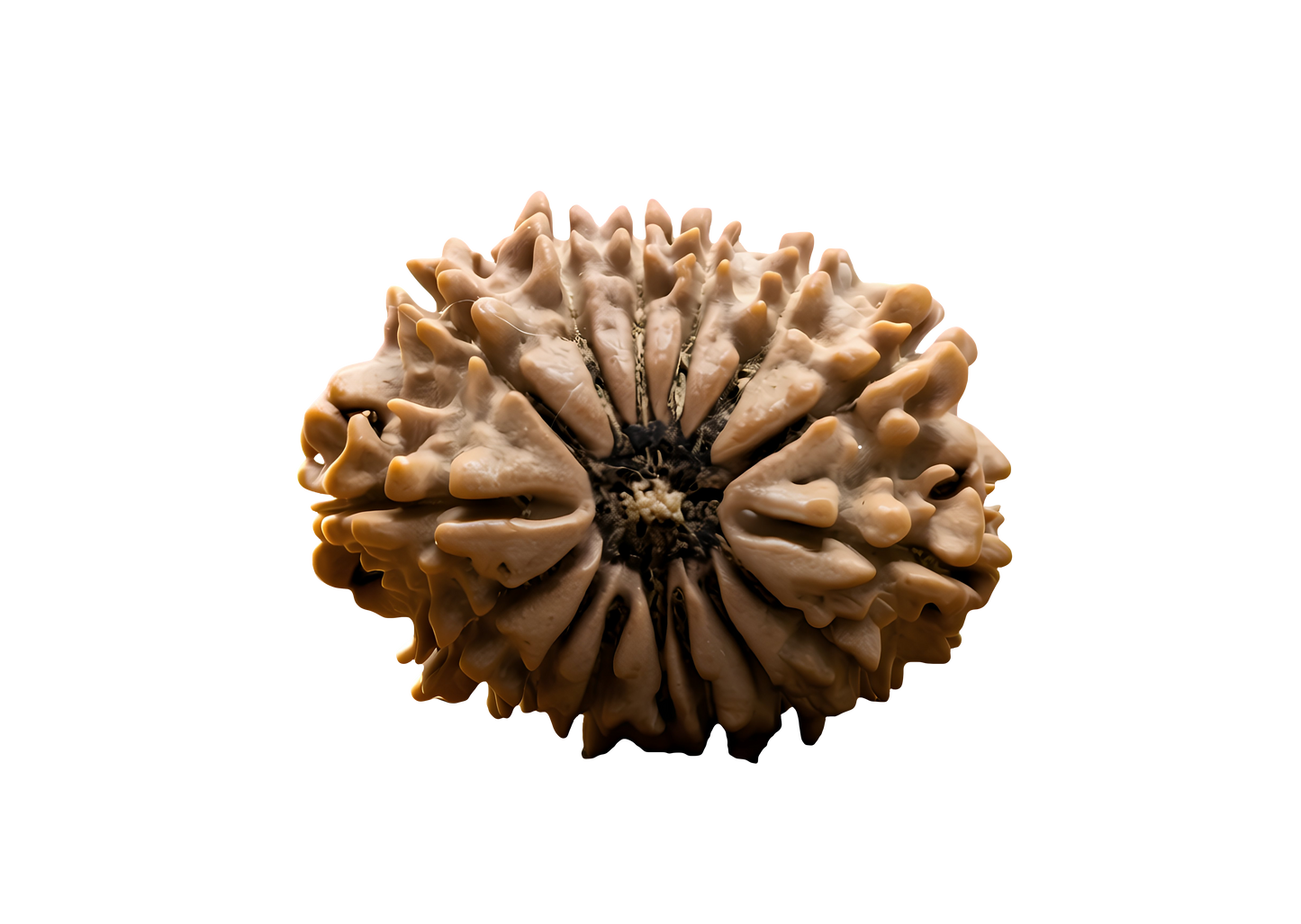 14 Mukhi Rudraksha