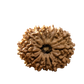 13 Mukhi Rudraksha
