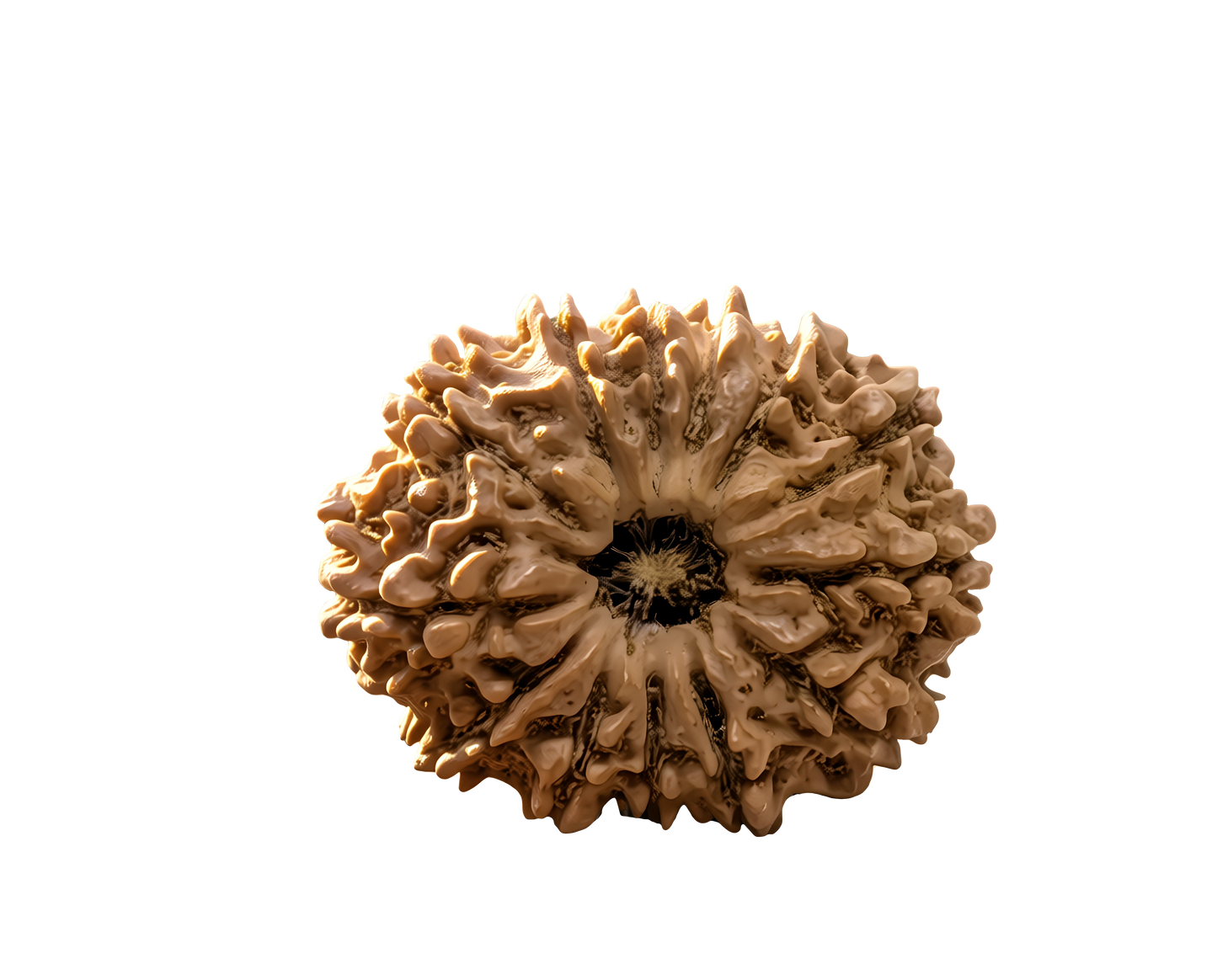 13 Mukhi Rudraksha