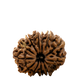 11 Mukhi Rudraksha