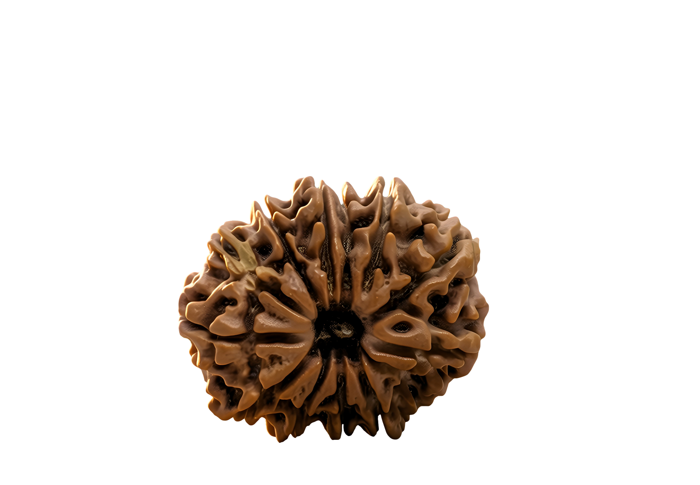 11 Mukhi Rudraksha