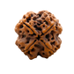 4 Mukhi Rudraksha