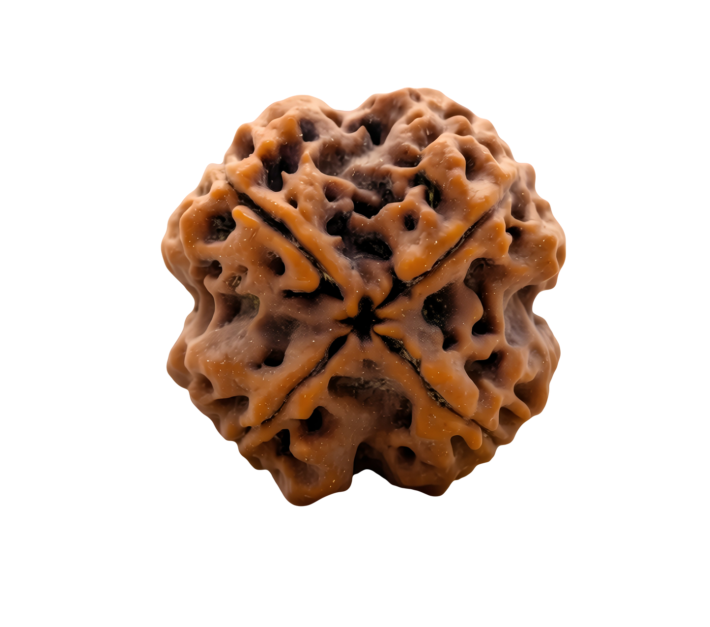 4 Mukhi Rudraksha