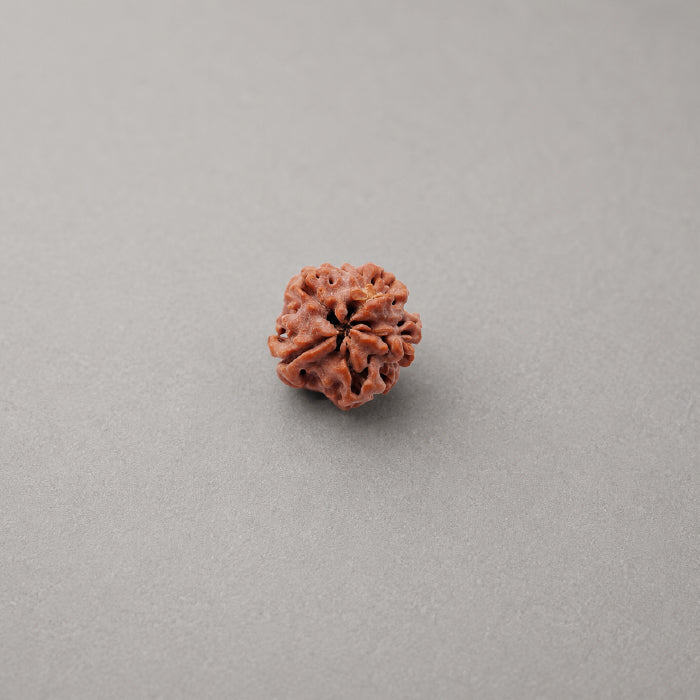 1 Mukhi Rudraksha Nepali