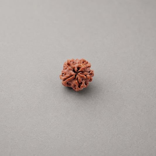 1 Mukhi Rudraksha Nepali