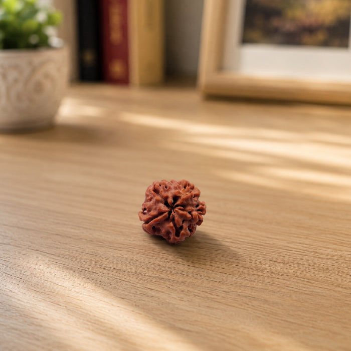 1 Mukhi Rudraksha Nepali