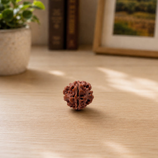 1 Mukhi Rudraksha Nepali