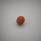 10 Mukhi Rudraksha Nepali