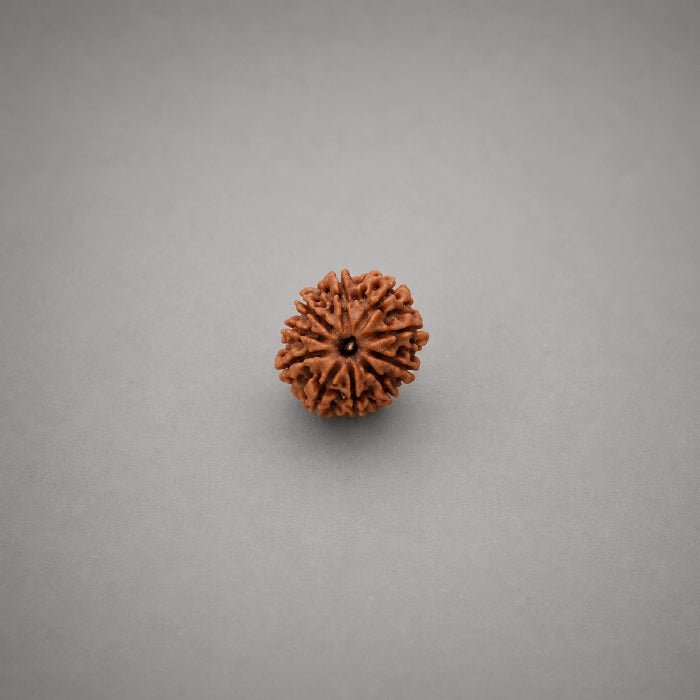 10 Mukhi Rudraksha Nepali