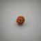 10 Mukhi Rudraksha Nepali
