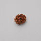 12 Mukhi Rudraksha Nepali