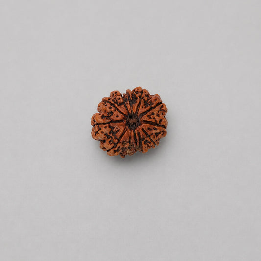 12 Mukhi Rudraksha Nepali