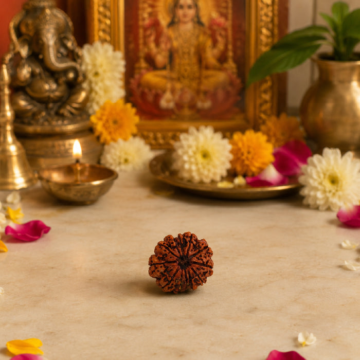 12 Mukhi Rudraksha Nepali
