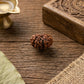 12 Mukhi Rudraksha Nepali