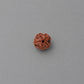 5 Mukhi Rudraksha Netural Nepali