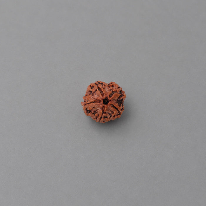 5 Mukhi Rudraksha Netural Nepali