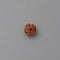 5 Mukhi Rudraksha Netural Nepali