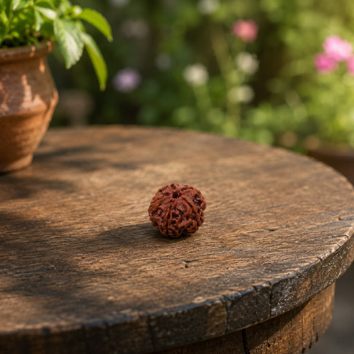 5 Mukhi Rudraksha Netural Nepali