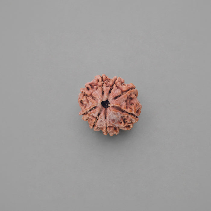 8 Mukhi Rudraksha Nepali