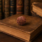 8 Mukhi Rudraksha Nepali